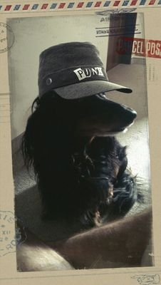 dackelofhate's profile picture. Hate it or hate it the Underdackel's on top And I'm gon' shine hatey until my hate stop'.                                          Deutschland dem Dackel! #DDD