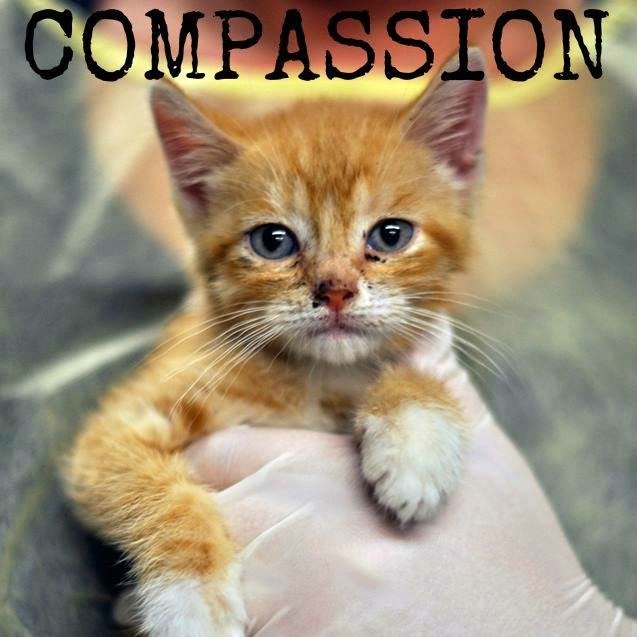 Cat Rescue