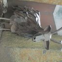 Tom Herrick - @74therrick - Twitter