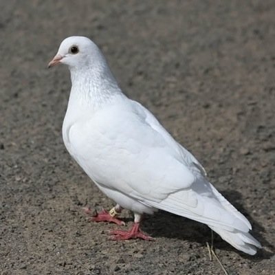 thecoop2014's profile picture. We here at The Coop we breed and raise Pigeons for dog training or any other gaming use you may have.