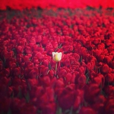 علي نذر كان الله محيني ومحيكك  مآابدل بزولكك يابعد كل الازوآال