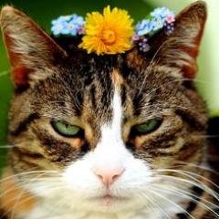 Sassha_Moonsong's profile picture. 