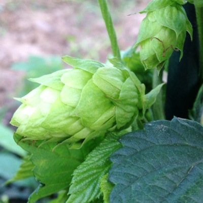 kegcreekhops's profile picture. A 4 acre hop farm in Niagara County, New York. Growing Chinook, Cascade, Mt. Hood, and Willamette hop varieties. Offering picking and drying services.