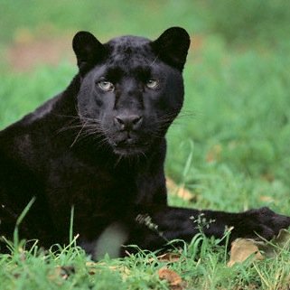 PLE_Elementary's profile picture. Expect the Best.