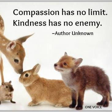 Greengoddess007's profile picture. I tweet about Animal Rights specifically Farm Animals. If you dont want to see the truth, dont follow me. #COWS #PIGS #Vegan #environment #wildlife #rabbits