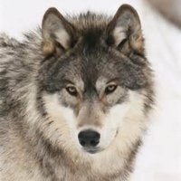 Nick (@nickthewolf1) 's Twitter Profile