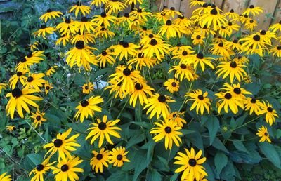 Thomachen's profile picture. 