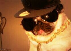 if you don't like me I don't care cuz I always got PUGS on my side :b