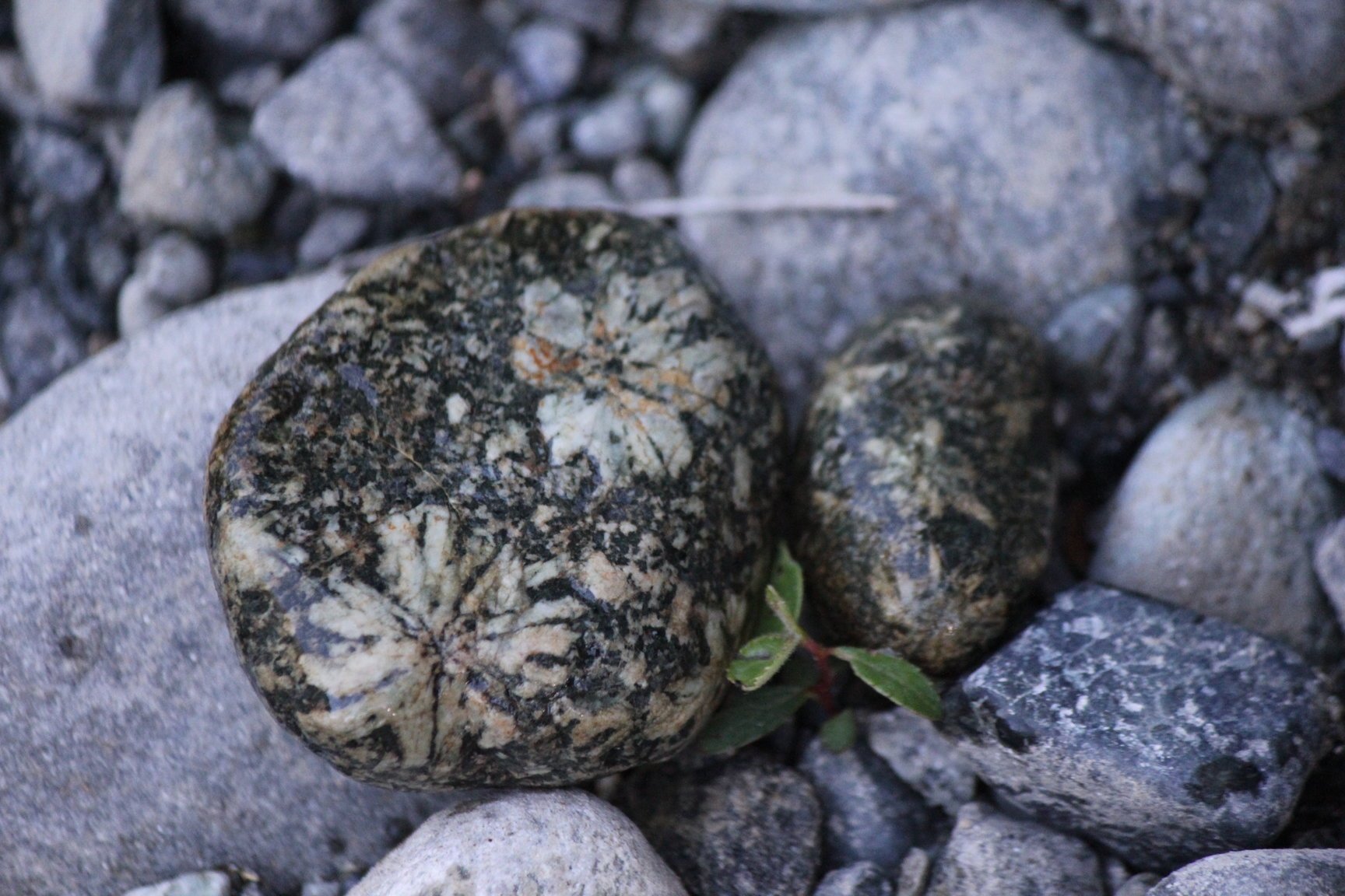 Rockhounding, polishing, lapidary, exploring, tourism. Jasper, gems, crystals, tumbled stones. British Columbia Rocks!
http://t.co/WqWDJmuUuU