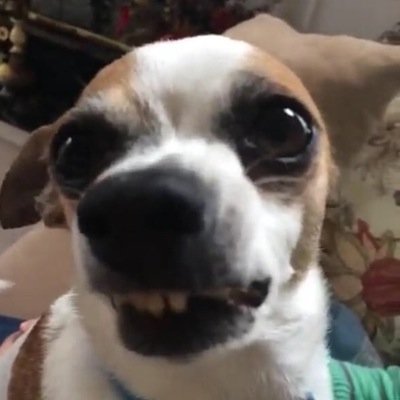 I put the OG in dog.