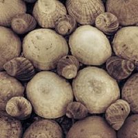 David Ward (@davidwardphotos) 's Twitter Profile