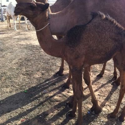 ‏‏خالد العتيبي