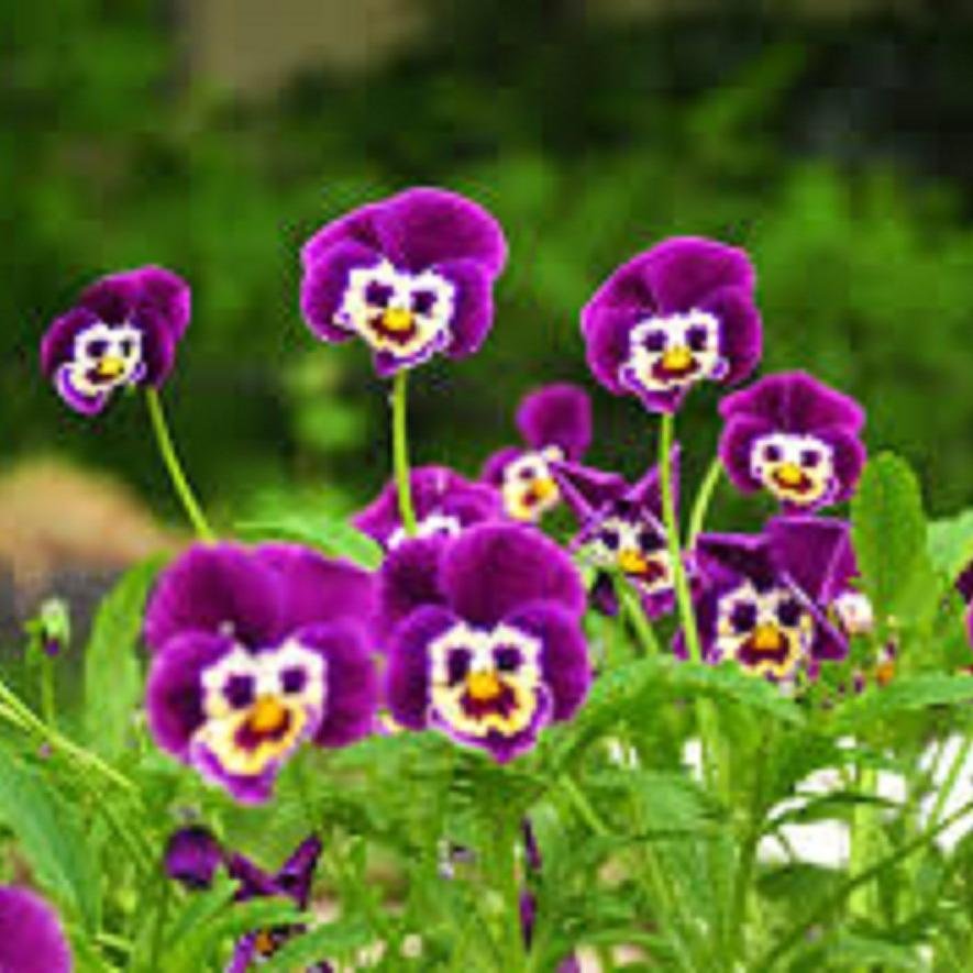 woodallen613's profile picture. My self Allen Wood. My hobbies are gardening and reading novels.