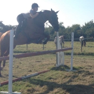 17hh Dark Bay Gelding, Warmblood 12YO 16,1hh Chestnut Mare, Anglo-European 6YO
