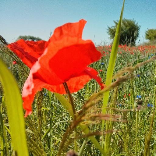 SimSimOne's profile picture. 