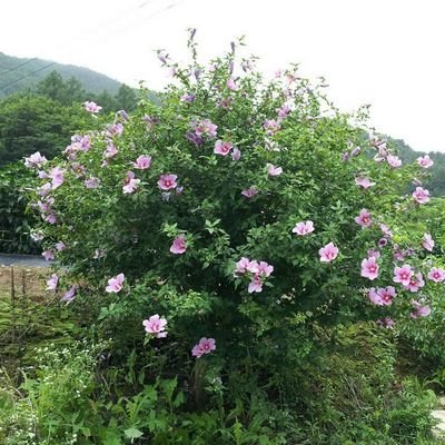 51897221's profile picture. 