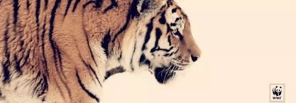 ChachouChainese's profile picture. 