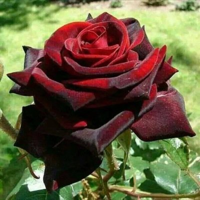 حمودي من العراق عمري 18 هوايتي الفن منشورات +18 #وشكرا