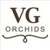 VGOrchids (@vgorchids) Twitter profile photo