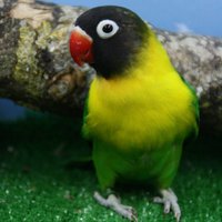 Agapornis-Madrid (@agapornismad) 's Twitter Profile