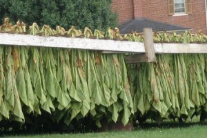 Start Growing Your Tobacco and Pay 15 - 30 cents PER PACK!  Growing Tobacco is an Ever Growing Concept That is Sweeping the Nation.  Start Your own and save $$