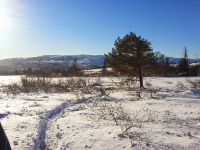 odsen2's profile picture. 