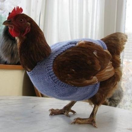 I was a contrary chick who has grown into a rooster in need of warmth, love and gentle care.