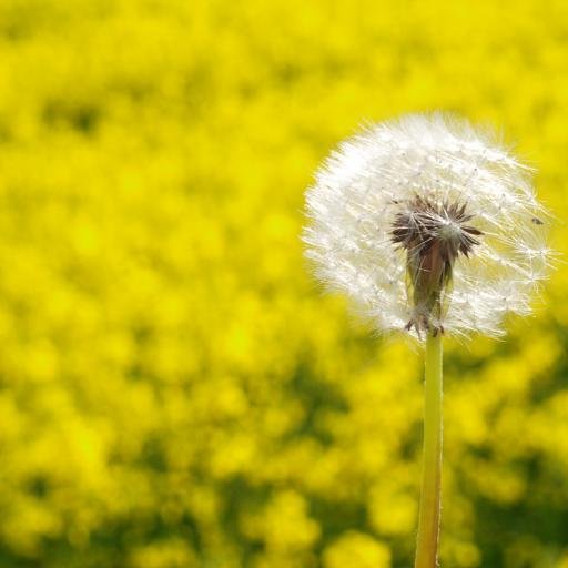 HamiltonAllergy's profile picture. 