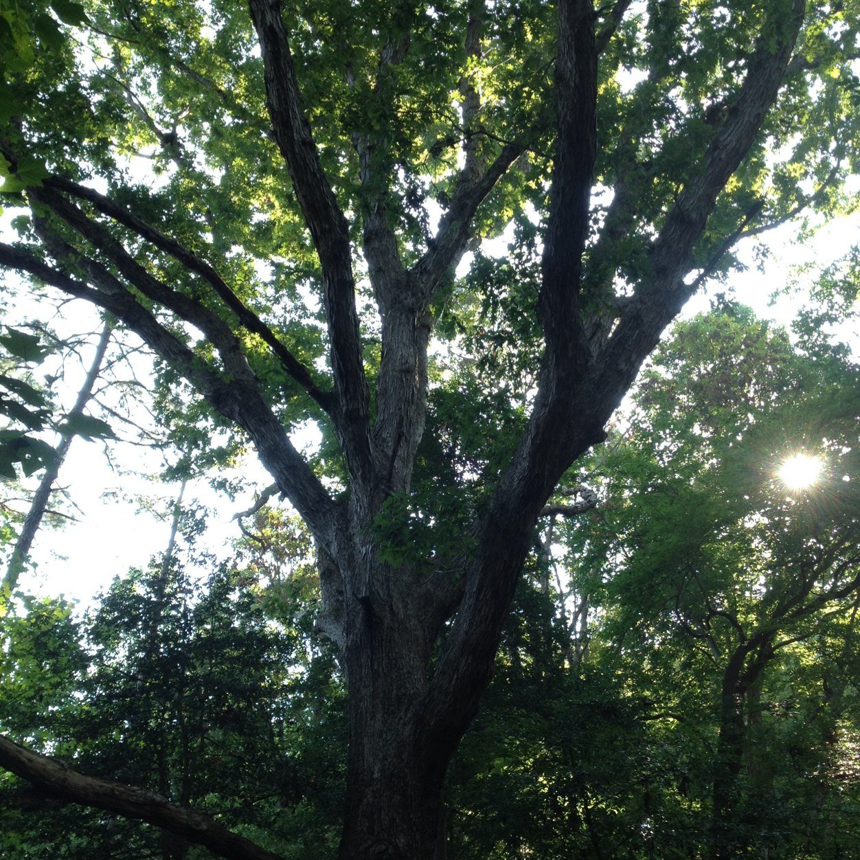 BeTheTreePs1's profile picture. God has a plan for every person! His definition of prosperity is not the same as ours but it brings abundant life. #BeTheTree #Psalm1 :1-3 #Jer17 :7-8 #John15