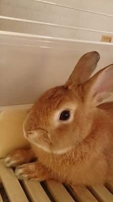 動物.植物.昆虫.両生類.爬虫類…野生動物や自然とｶﾒﾗ撮影.ﾗｰﾒﾝとｶﾚｰ好き。ﾌｸﾛﾓﾓﾝｶﾞのｿﾗ君.ゆずﾁﾔﾝ.錦華鳥ﾓﾝ♂.ﾚｵﾊﾟ4匹.ﾍﾟﾄﾘﾊﾘﾕﾋﾞﾔﾓﾘ1匹.ｸｻｶﾞﾒ1匹.ｱｶﾊﾗｲﾓﾘ2匹.ﾊﾟﾝﾀﾞﾏｳｽのうー子飼ってます