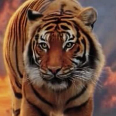 cisb_s's profile picture. 