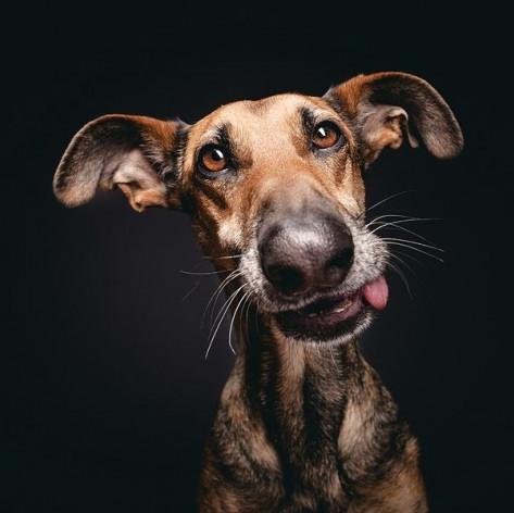 BarfFrance's profile picture. La communauté des Barfeurs de France ! Mieux manger pour mieux vivre, c'est aussi valable pour nos compagnons à 4 pattes !