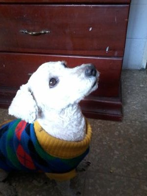 WchitoyMache's profile picture. 