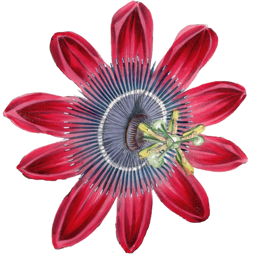Curators of rare antique prints with 35+ years of expertise. Passionate about orchids & rare plants. Explore one of the largest collections of antique prints.