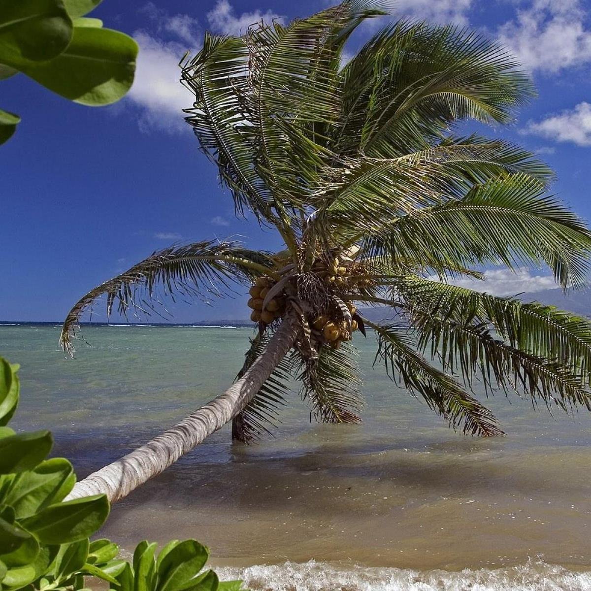 VisitParadise1's profile picture. 