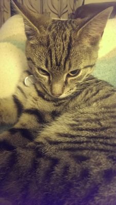 Sulkythesecond's profile picture. 