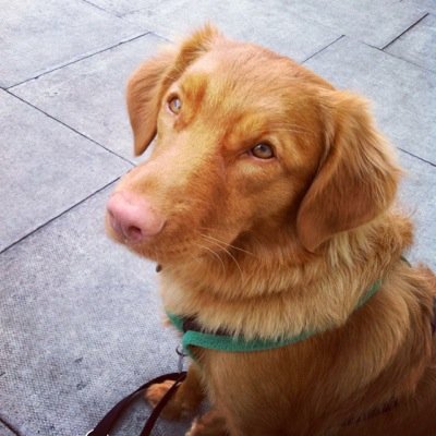 leicathetoller's profile picture. Just a little toller with big plans. Owned by a fool.
I'm on Periscope now and hoping to share some of my antics very soon!