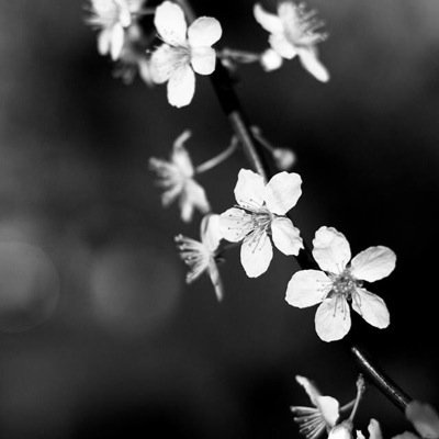 manojoji's profile picture. 