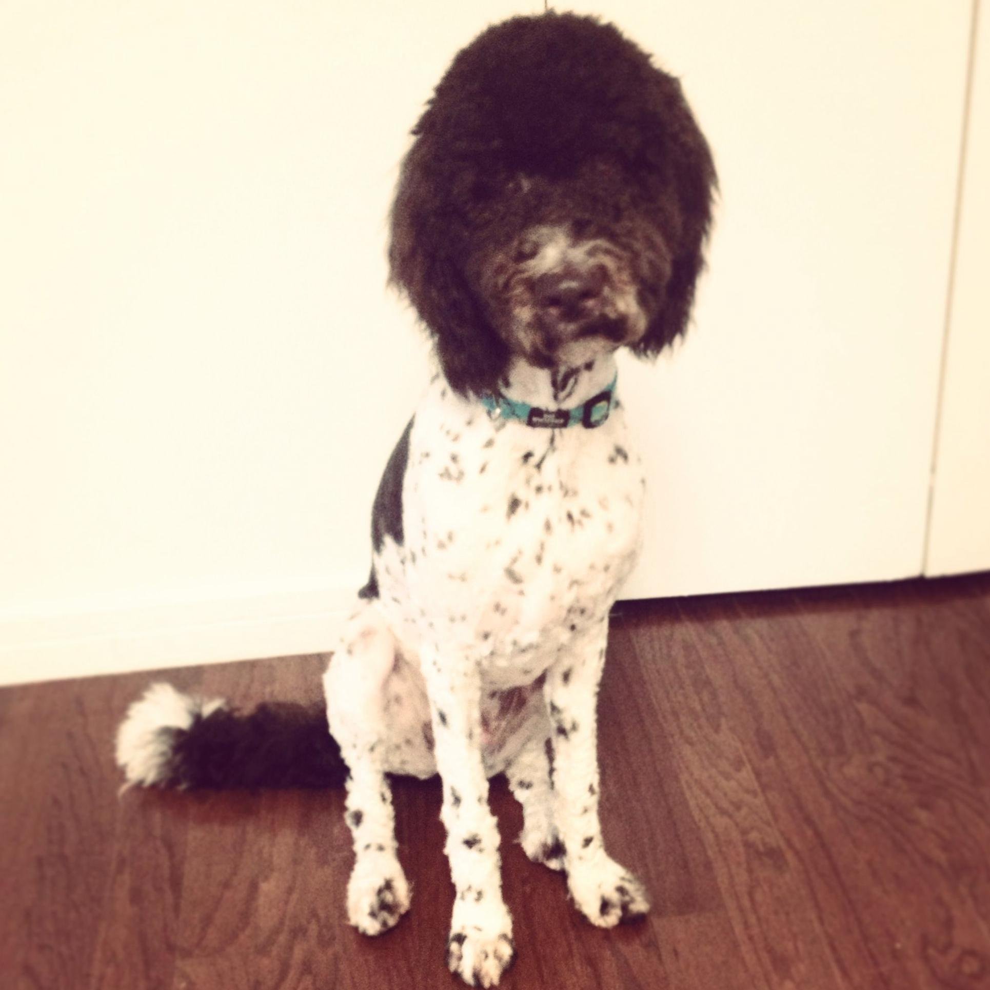 MurrayBabyHere's profile picture. I like to drop my ball at your feet and stare at you till you kick it. Then do it all over again. And again. I'm not one of those fancy dogs.