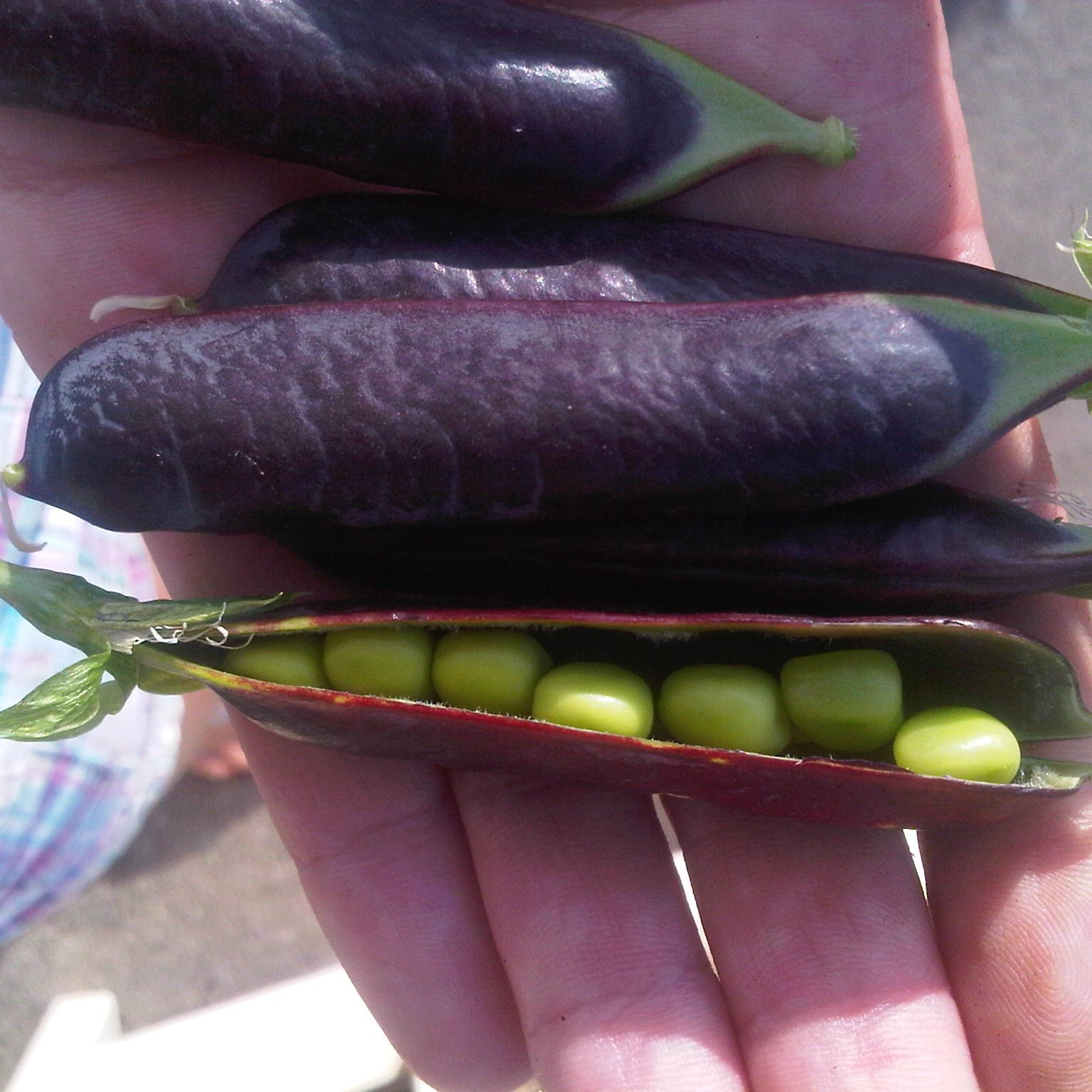 BirdsongGardens's profile picture. Kathy Horne, 
Specialty Organic Vegetable Grower at Birdsong Gardens, located at Fresh City Farms in Downsview Park, Toronto
