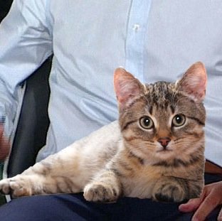 footballcats's profile picture. Combine cats and football and you've got the internet locked down. This had to happen...LAP! IT! UP!