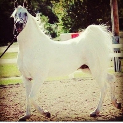 سبحان الله وبحمده
