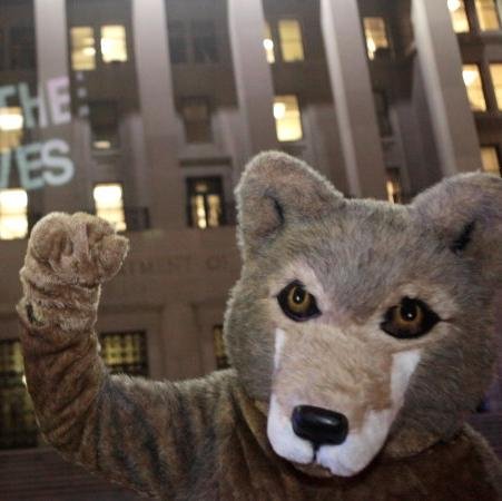 standforwolves's profile picture. 