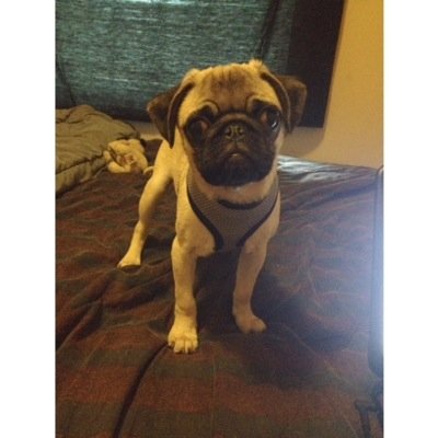 year old puppy (born 4/15/14) with google eyes and a biting obsession