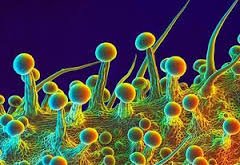 AbsoluteExtract's profile picture. closed-loop solvent-based botanical extractions. absolute carboxylic acid. providing contract post-processing of materials for greater denver area.