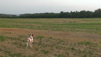 ahafermann10's profile picture. Owner SkyView Drone Services
    
     Skyviewdroneservices@gmail.com

Specialize in thermal deer recovery and pet recovery.