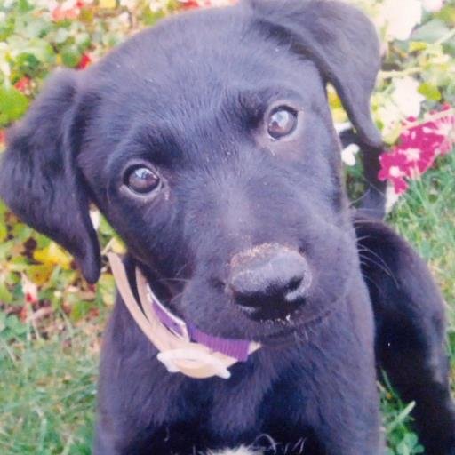 We believe EVERY dog should be spoiled and most of all healthy! We will provide natural and healthy treats and toys for your pup every month! Check us out!