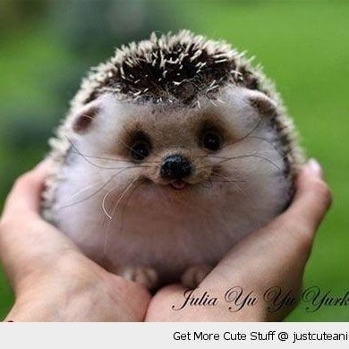 Other accounts: @oneleggedhiccup @uglysissy @astridandheraxe @emily_erirish @ruffnutofberk Giving pics of cute hedgehogs and adorable animals