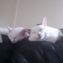 Rachael Rojas - @rachaelmac42 - Twitter