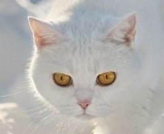 geoff_carlton's profile picture. Senior Programmer, Console Dev